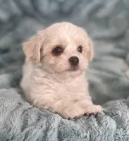 Benny, a male Bichon Frise and Shih Tzu for sale in Gallatin, MO – Photo 2 of 5