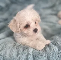 Benny, a male Bichon Frise and Shih Tzu for sale in Gallatin, MO – Photo 3 of 5