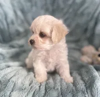 Benny, a male Bichon Frise and Shih Tzu for sale in Gallatin, MO – Photo 5 of 5