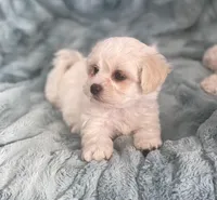 Benny, a male Bichon Frise and Shih Tzu for sale in Gallatin, MO – Photo 4 of 5