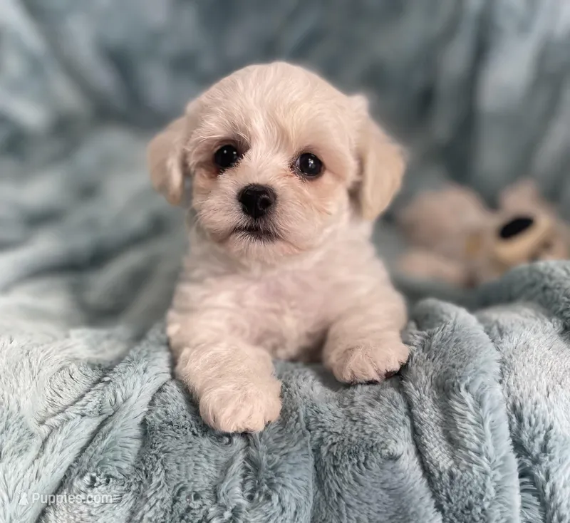 Benny – Bichon Frise, Shih Tzu puppy for sale in Gallatin, MO