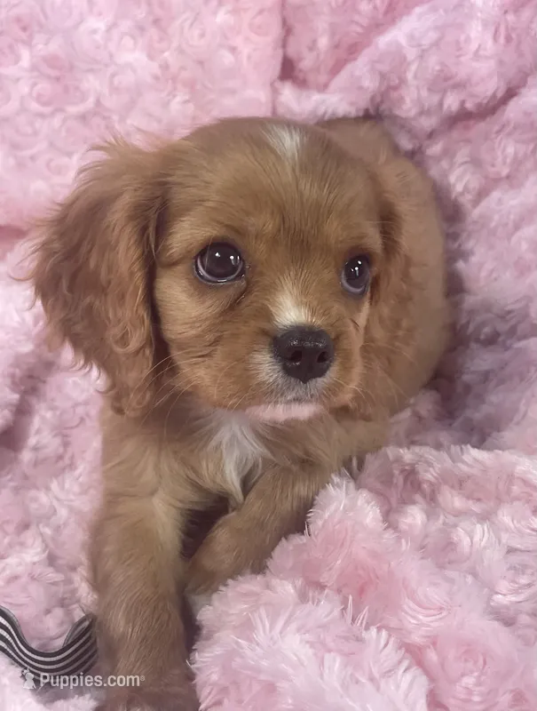 Glitter  – Cavalier King Charles Spaniel puppy for sale in Gallatin, MO