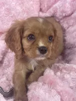 Glitter , a female Cavalier King Charles Spaniel for sale in Gallatin, MO – 1 of 10