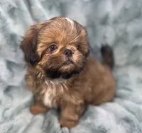 Quincy, a male Shih Tzu for sale in Gallatin, MO – 8 of 10