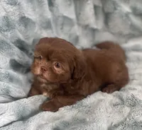 Chip, a male Shih Tzu for sale in Gallatin, MO – 7 of 10