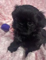 Beauty / imperial/ solid black, a female Shih Tzu for sale in Gallatin, MO – 5 of 7