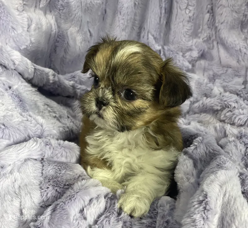 Daisy 🌼 – Shih Tzu puppy for sale in Gallatin, MO