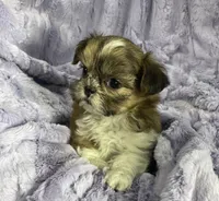 Daisy 🌼, a female Shih Tzu for sale in Gallatin, MO – 1 of 8