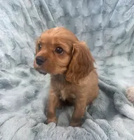 Kirby, a male Cavalier King Charles Spaniel for sale in Gallatin, MO – 6 of 10