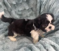Tux , a male Shih Tzu for sale in Gallatin, MO – 9 of 9