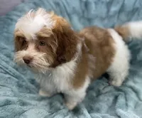 Spencer, a male Shih Tzu and Poodle - Toy  for sale in Gallatin, MO – 5 of 10