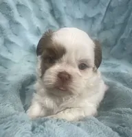 Rocky, a male Shih Tzu for sale in Gallatin, MO – 9 of 10
