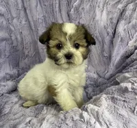 Cody, a male Shih Tzu and Poodle - Miniature  for sale in Gallatin, MO – 3 of 4