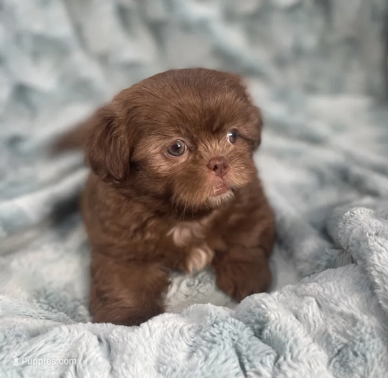 Chip – Shih Tzu puppy for sale in Gallatin, MO