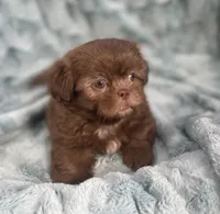 Chip, a male Shih Tzu for sale in Gallatin, MO – 1 of 10