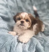Jasper, a male Shih Tzu for sale in Gallatin, MO – 3 of 10