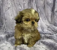 Flower🌸, a female Shih Tzu for sale in Gallatin, MO – 7 of 10