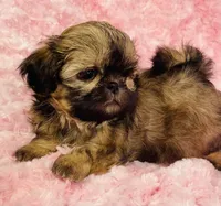 Faith, a female Shih Tzu for sale in Gallatin, MO – 7 of 9