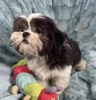 Tux , a male Shih Tzu for sale in Gallatin, MO – 9 of 9