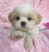 Daisy, a female Shih Tzu for sale in Gallatin, MO – 5 of 9