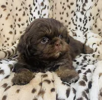 Jax, a male Shih Tzu for sale in Gallatin, MO – 7 of 9