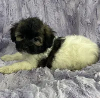 Sprocket , a  Shih Tzu and Poodle - Miniature  for sale in Gallatin, MO – 4 of 5