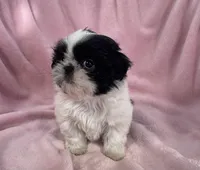 Cookie, a female Shih Tzu for sale in Gallatin, MO – Photo 4 of 8
