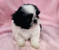 Cookie, a female Shih Tzu for sale in Gallatin, MO – Photo 2 of 8