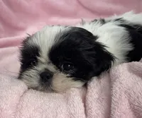 Cookie, a female Shih Tzu for sale in Gallatin, MO – Photo 6 of 8
