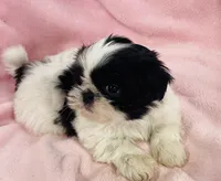 Cookie, a female Shih Tzu for sale in Gallatin, MO – Photo 1 of 8