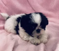 Cookie, a female Shih Tzu for sale in Gallatin, MO – Photo 8 of 8