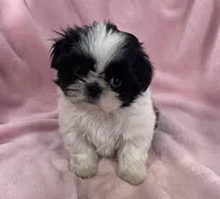 Cookie, a female Shih Tzu for sale in Gallatin, MO – Photo 7 of 8