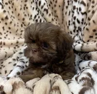 Winston, a male Shih Tzu for sale in Gallatin, MO – 4 of 10
