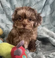 Ace , a male Shih Tzu for sale in Gallatin, MO – 7 of 10