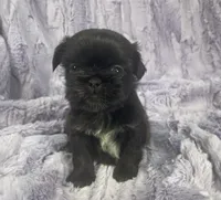 Beauty, a female Shih Tzu for sale in Gallatin, MO – Photo 7 of 8