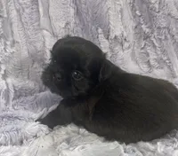 Beauty, a female Shih Tzu for sale in Gallatin, MO – Photo 5 of 8