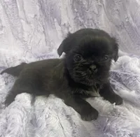 Beauty, a female Shih Tzu for sale in Gallatin, MO – Photo 3 of 8