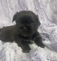 Beauty, a female Shih Tzu for sale in Gallatin, MO – Photo 8 of 8