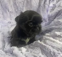 Beauty, a female Shih Tzu for sale in Gallatin, MO – Photo 2 of 8