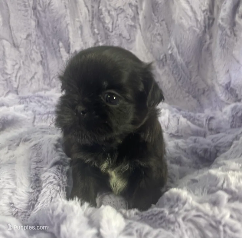 Beauty – Shih Tzu puppy for sale in Gallatin, MO