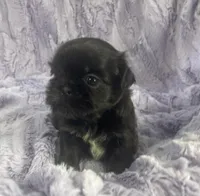 Beauty, a female Shih Tzu for sale in Gallatin, MO – Photo 1 of 8