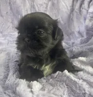 Beauty, a female Shih Tzu for sale in Gallatin, MO – Photo 4 of 8