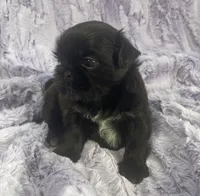 Beauty, a female Shih Tzu for sale in Gallatin, MO – Photo 6 of 8