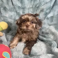 Ace , a male Shih Tzu for sale in Gallatin, MO – 10 of 10