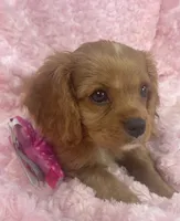 Sparkle , a female Cavalier King Charles Spaniel for sale in Gallatin, MO – 4 of 8