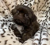 Charm, a female Shih Tzu for sale in Gallatin, MO – 8 of 10
