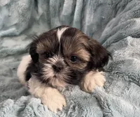 Connor, a male Shih Tzu for sale in Gallatin, MO – Photo 1 of 6