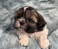 Connor, a male Shih Tzu for sale in Gallatin, MO – Photo 3 of 6