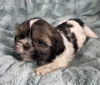 Connor, a male Shih Tzu for sale in Gallatin, MO – Photo 6 of 6