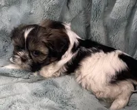 Connor, a male Shih Tzu for sale in Gallatin, MO – Photo 2 of 6